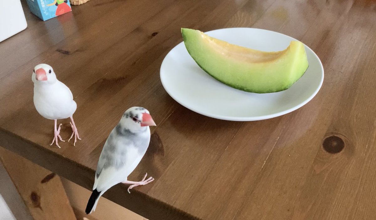 toshivoice11's tweet image. 高級メロンですよ
文鳥の分じゃないですよ
