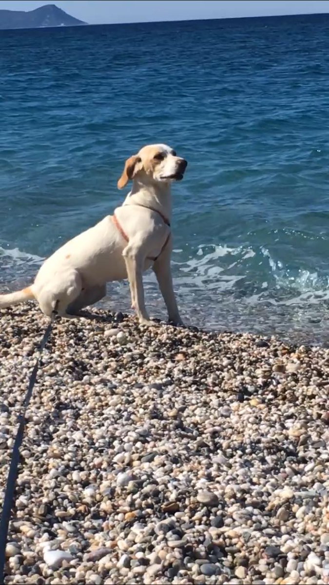 Mesoepithetiko1's tweet image. Βότσαλο πλάι στον αφρο
είναι αυτό
που θα σου πω🎶