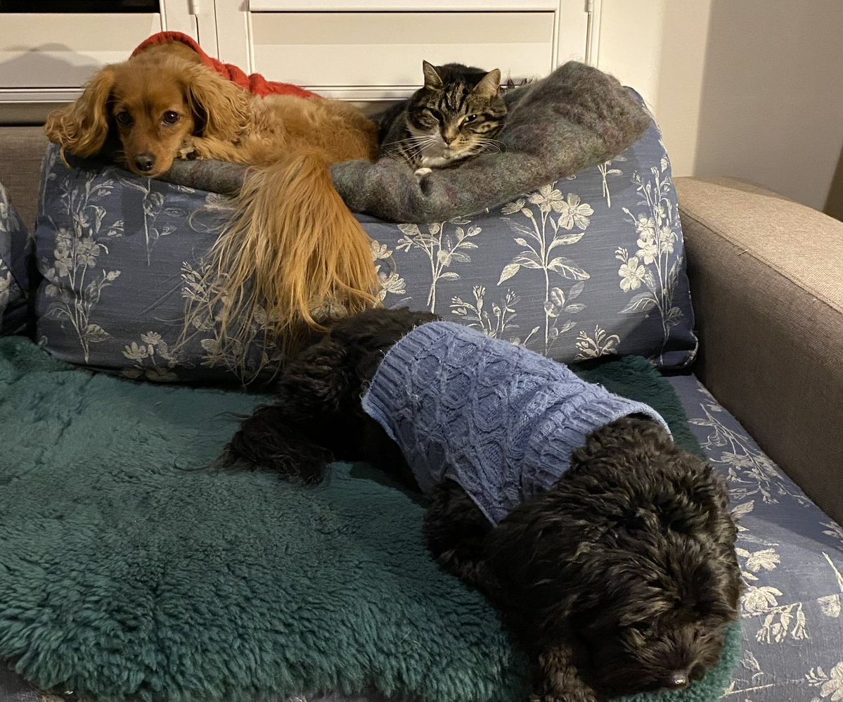 GetsPuppy's tweet image. Settling in for the night. We might watch a movie, if we all stay awake that is #RosieTheCat #MollyAndBelle #SundayNight