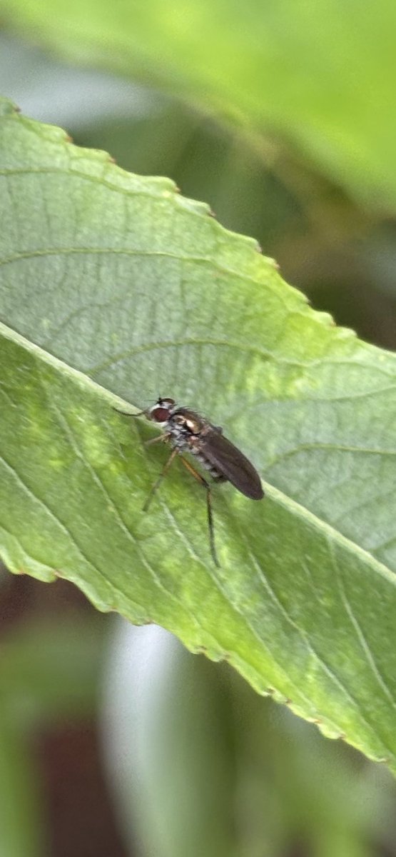 GrahamDenny9's tweet image. I haven’t got a clue on either of these the fly solitary the wasp about 3/4mm long on plum 6/7 seen 🤷♂️@FarmInvertsUK @StevenFalk1 @flygirlNHM @PoMScheme @DipteristsForum #insects #Diptera