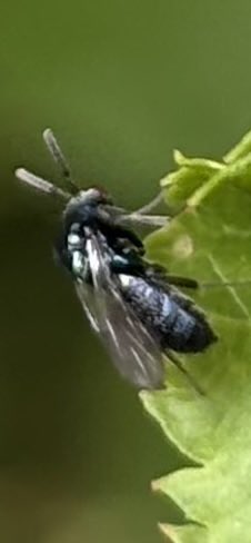 GrahamDenny9's tweet image. I haven’t got a clue on either of these the fly solitary the wasp about 3/4mm long on plum 6/7 seen 🤷♂️@FarmInvertsUK @StevenFalk1 @flygirlNHM @PoMScheme @DipteristsForum #insects #Diptera