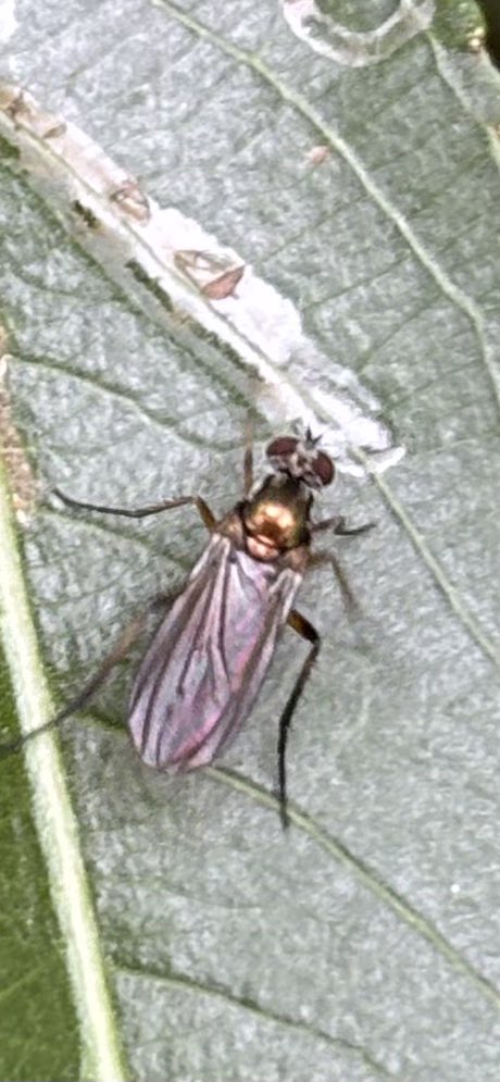 GrahamDenny9's tweet image. I haven’t got a clue on either of these the fly solitary the wasp about 3/4mm long on plum 6/7 seen 🤷♂️@FarmInvertsUK @StevenFalk1 @flygirlNHM @PoMScheme @DipteristsForum #insects #Diptera