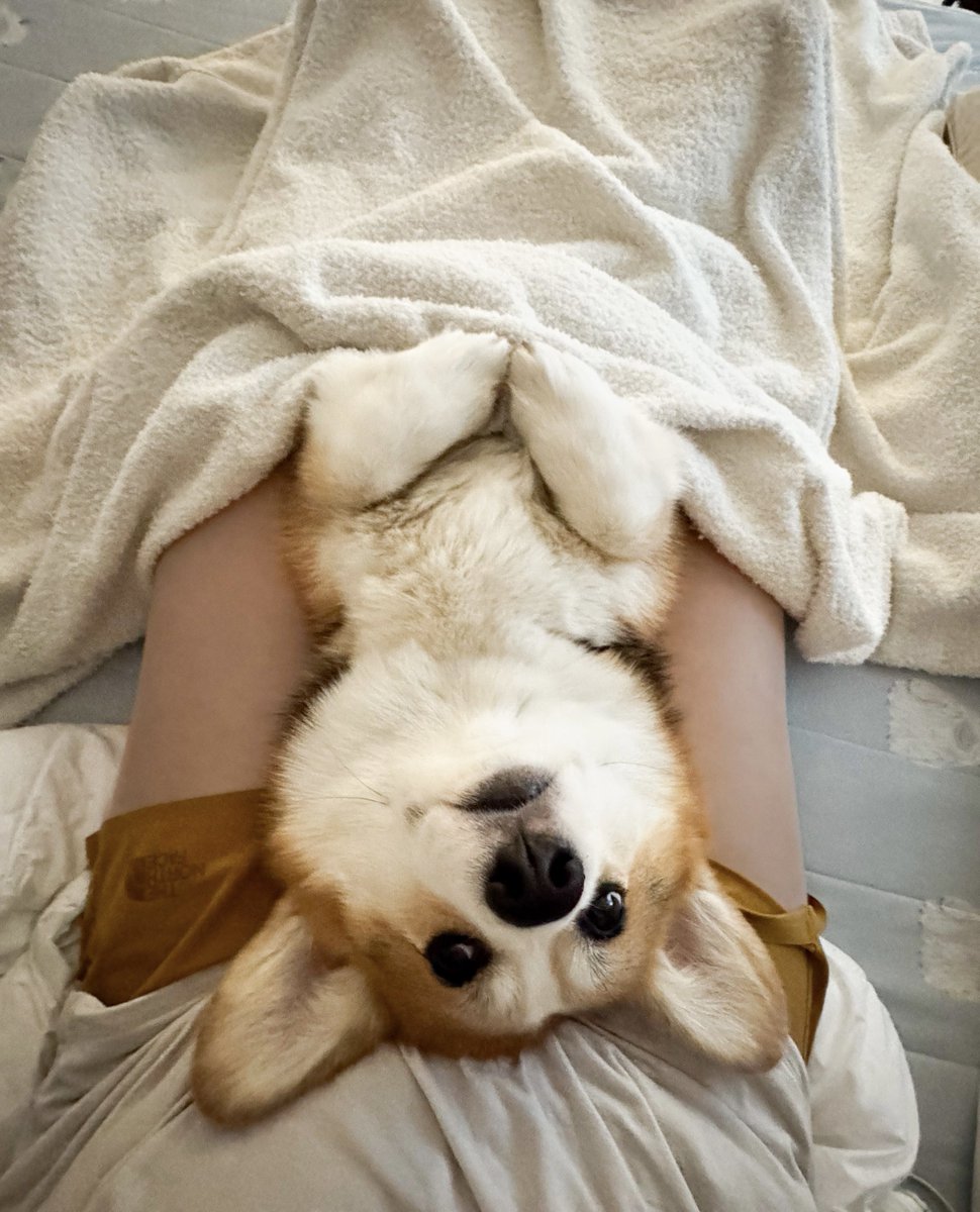 elmoelmodog's tweet image. 今の視界、ーギーコ（逆さま）。
しあわせ💜

ぎーちゃん12.3kgまで絞れた。

#コーギー
#コーギーのいる暮らし