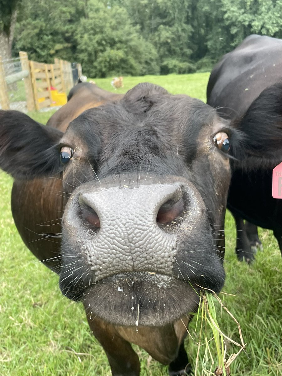 Time to go kiss animals!