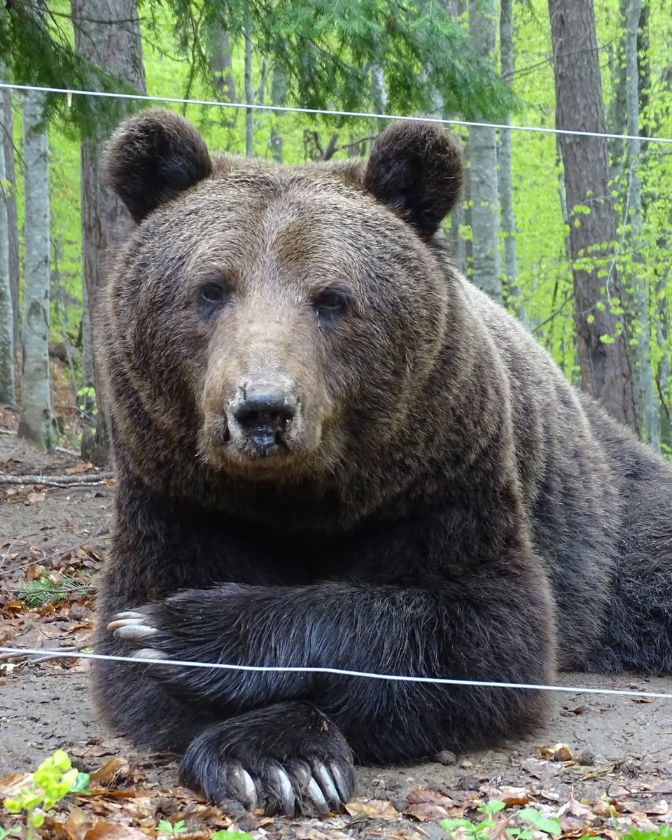 🇧🇬
Мързелива неделя! Една от любимите дейности на нашите обитатели в ПАРК ЗА МЕЧКИ Белица е да се излежават и да подремват. 💤 

🇬🇧
Lazy Sunday! One of favorite activities of our inhabitants at BEAR SANCTUARY Belitsa currently is lounging and snoozing in the large outside area.💤