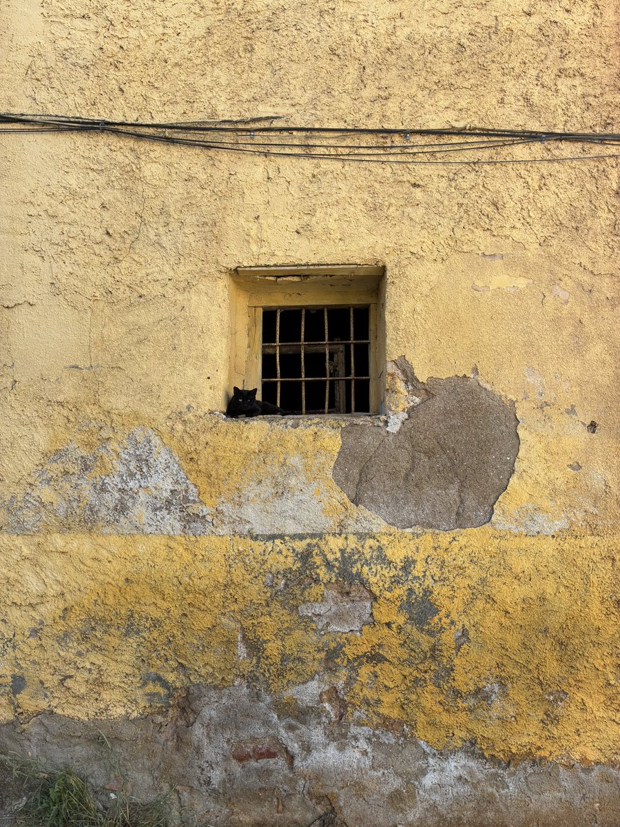 AlexvonKarma's tweet image. Gato sobre ventana.