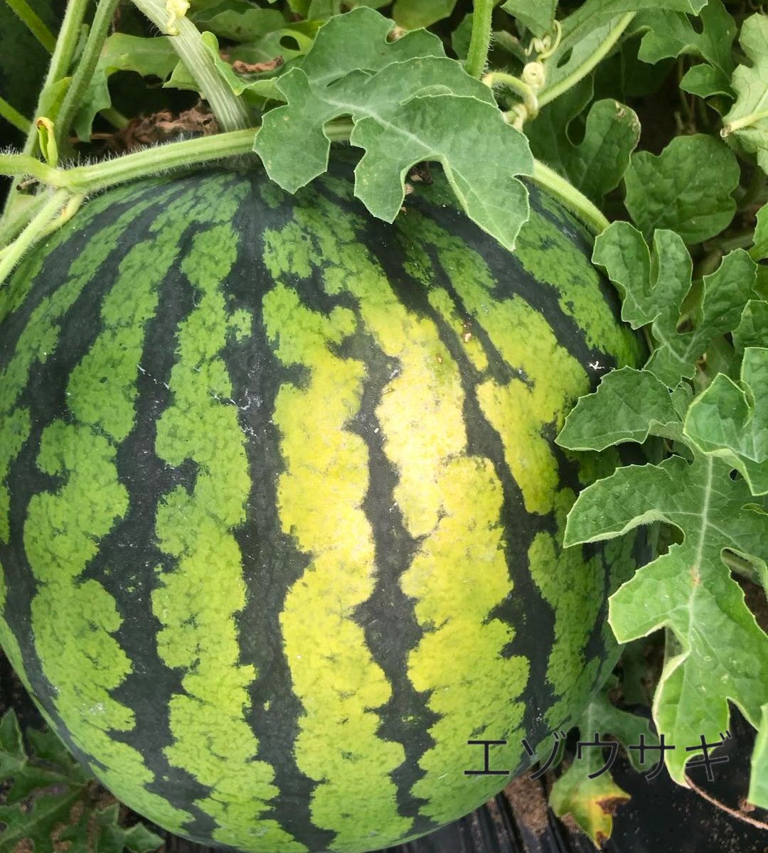 CHmls0H5oQ3f0hL's tweet image. 皆さん
本日も暑い中
お疲れ様でした
本日は西瓜🍉の日
実家の西瓜も元氣で
収穫して
販売出来ました
お買い上げくださったお客様ありがとう御座います
皆さんも寝る前に
水分を補給して
良き夜を
お過ごしくださいね
🌠🐇