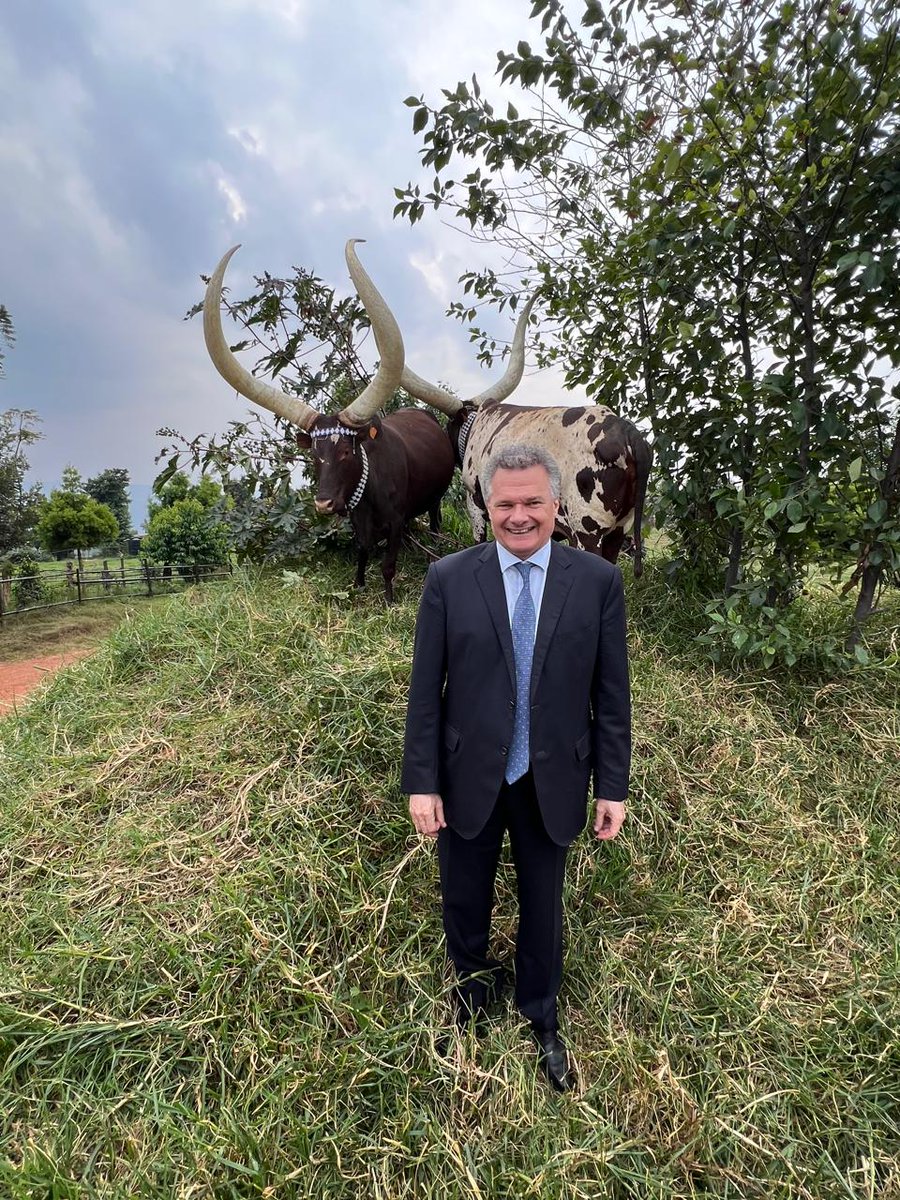 antoine_anfre's tweet image. Avec @BelenCalvoEU, Ambassadrice de l'UE 🇪🇺 au #Rwanda 🇷🇼, et Maître Rutinywa Rugeyo, éleveur de vaches Inyambo, sur ses terres à Mulindi dans le district de Gicumbi (Province du Nord)