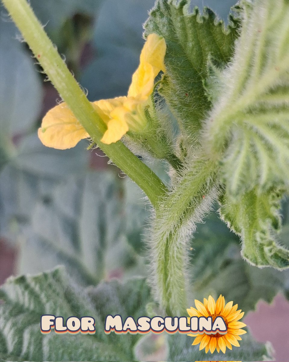 KandomasdeArena's tweet image. 🌼 Así son las flores del Melón.

#melon #huertovertical #huertaencasa #huerto #MissUniversoChile2025 #España #flor #flores #melonar