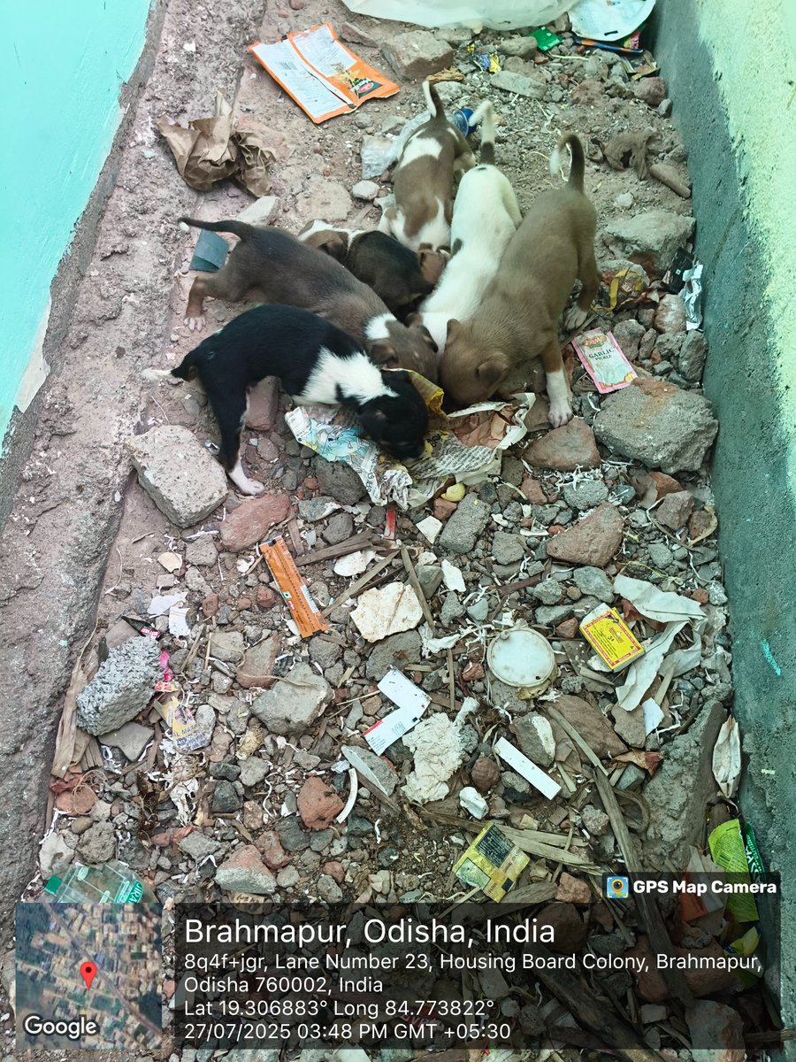 Rohit_dalai1's tweet image. Sir, these puppies and their mother need proper treatment. Kindly help them get better care. Please help, sir. 🙏
@Vijaykulange @RabinarayanPat1 @kailash226073 @dahvsodisha @Dept_of_AHD @farddepartment @MohanMOdisha @SecyChief @bmcbbsr @sureshvashishth @VOTIBBSR @vijayyeddula