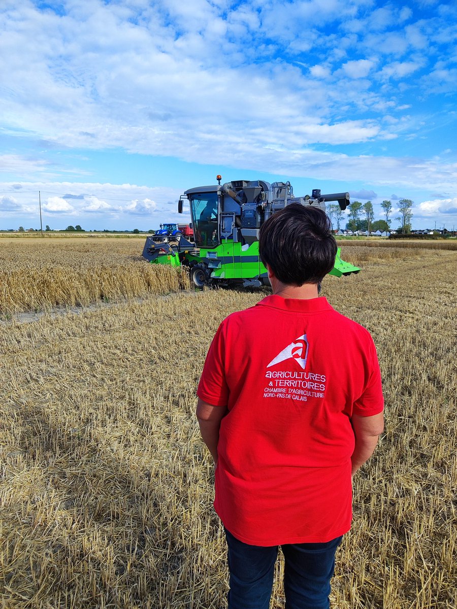 Récolte des essais fertilisation hier, entre deux averses. Merci à l'implication des techniciens de la chambre Nord pas de Calais qui ont amputé leur weekend pour prendre un échantillon de chaque micro parcelle en vue de les analyser. Résultats dans quelques semaines.