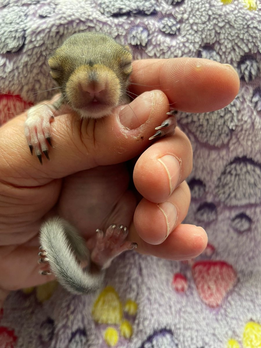 AllumPaul's tweet image. Pippin has been with us 3 weeks today doing very well 🩶🐿️🐿️🐿️🐿️ hitchinsquirrelrescue.co.uk