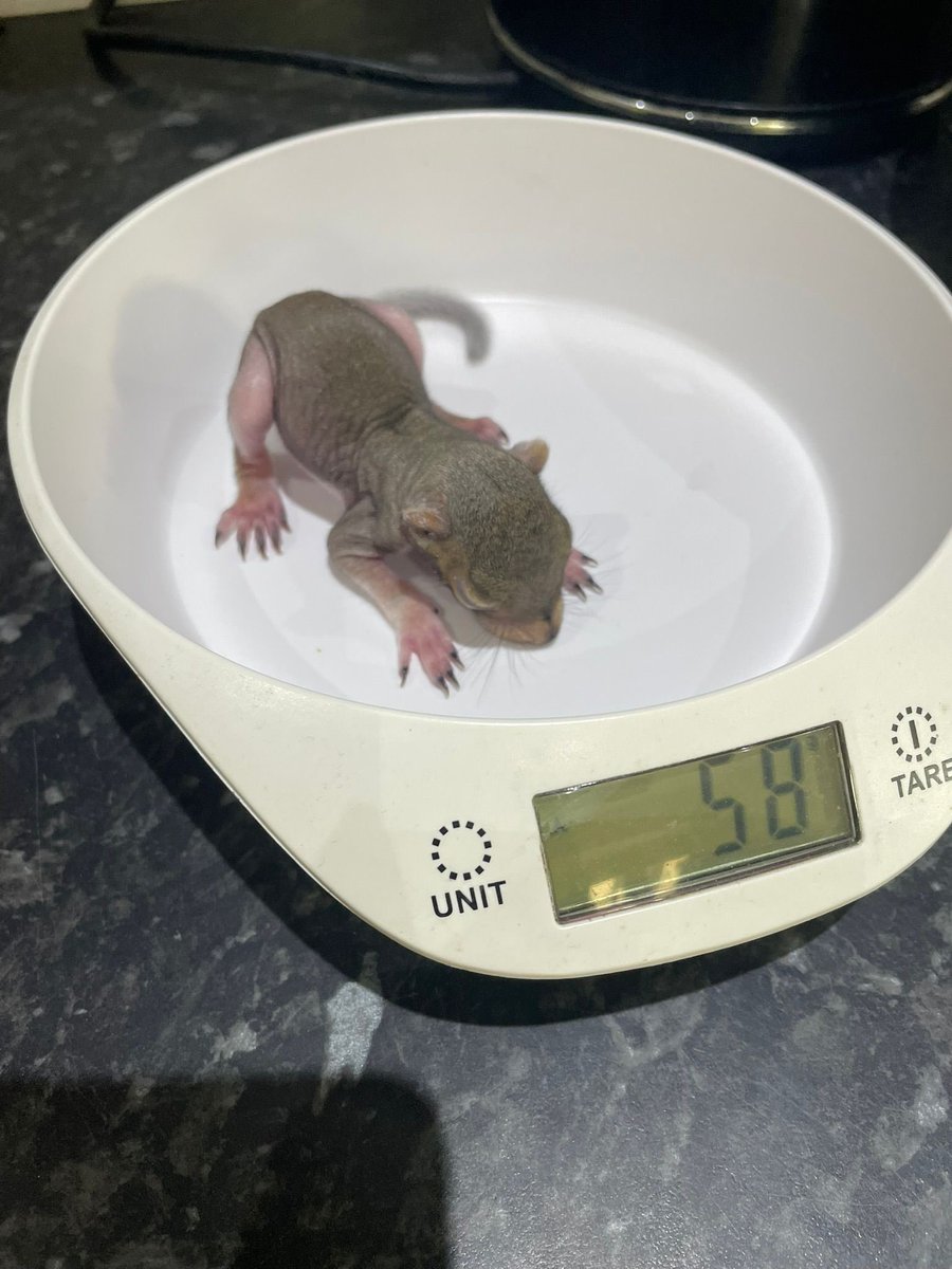AllumPaul's tweet image. Pippin has been with us 3 weeks today doing very well 🩶🐿️🐿️🐿️🐿️ hitchinsquirrelrescue.co.uk