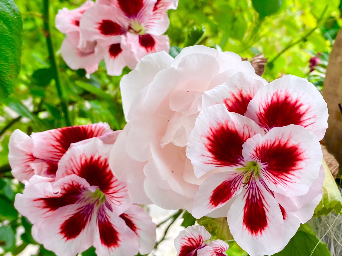 A beautiful Sunday everyone and enjoy your day with relaxing 😎🤩💝😁😍🤗🍀✌️🥰🌹🙏🍦☕️🍦🌺😎😄👍