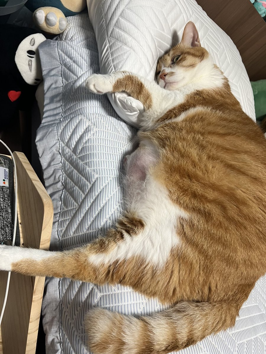 geumdong103's tweet image. 침대에 누워있는 고양이 첨 보냥