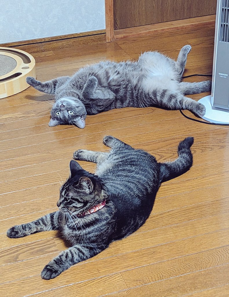 jiyukimama_tuna's tweet image. 今日も一日お疲れ様でした！