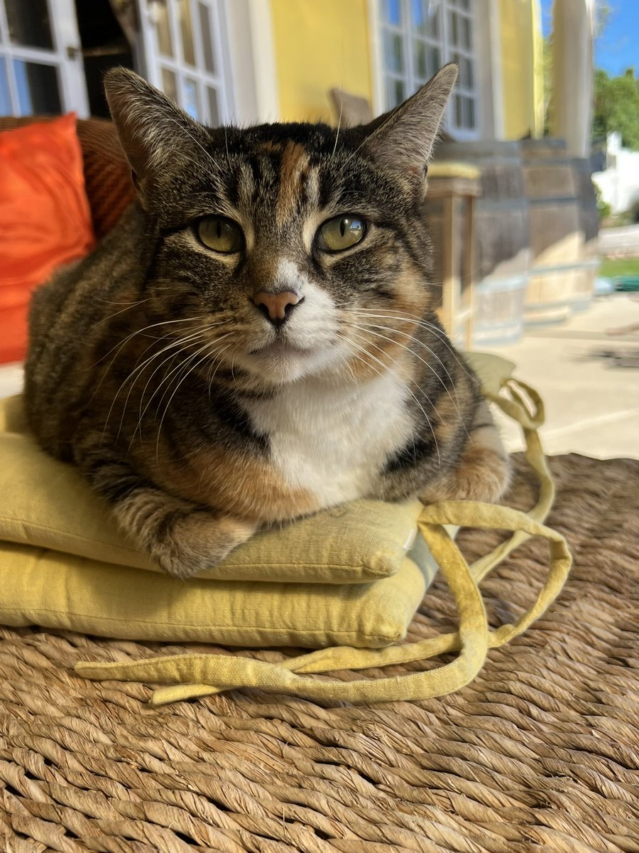 tygerpoo's tweet image. Hello friends, wish you were here…#sundayvibes #cats #CatsOnX
