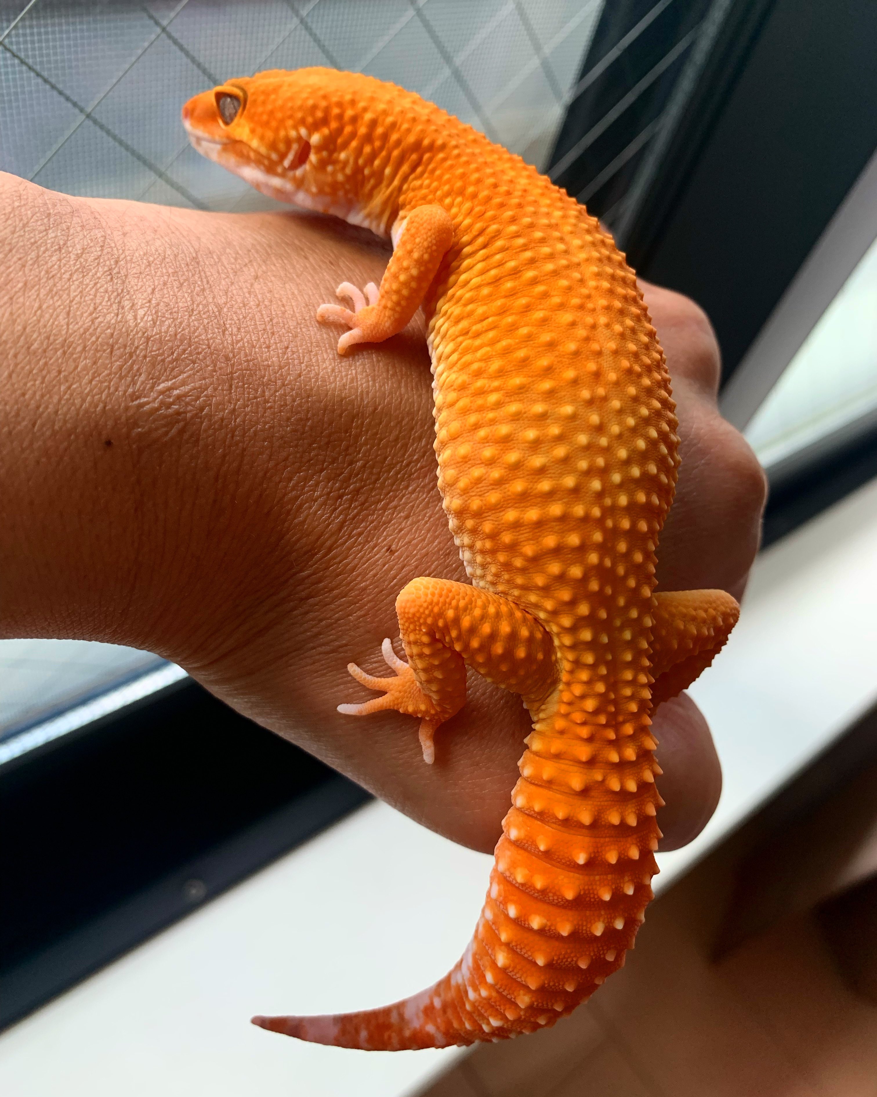 Buzzooヤモリん🦎カフェ☕✧ (最下蟲🃏公認サポーター.ʕ•̫͡•ʔ