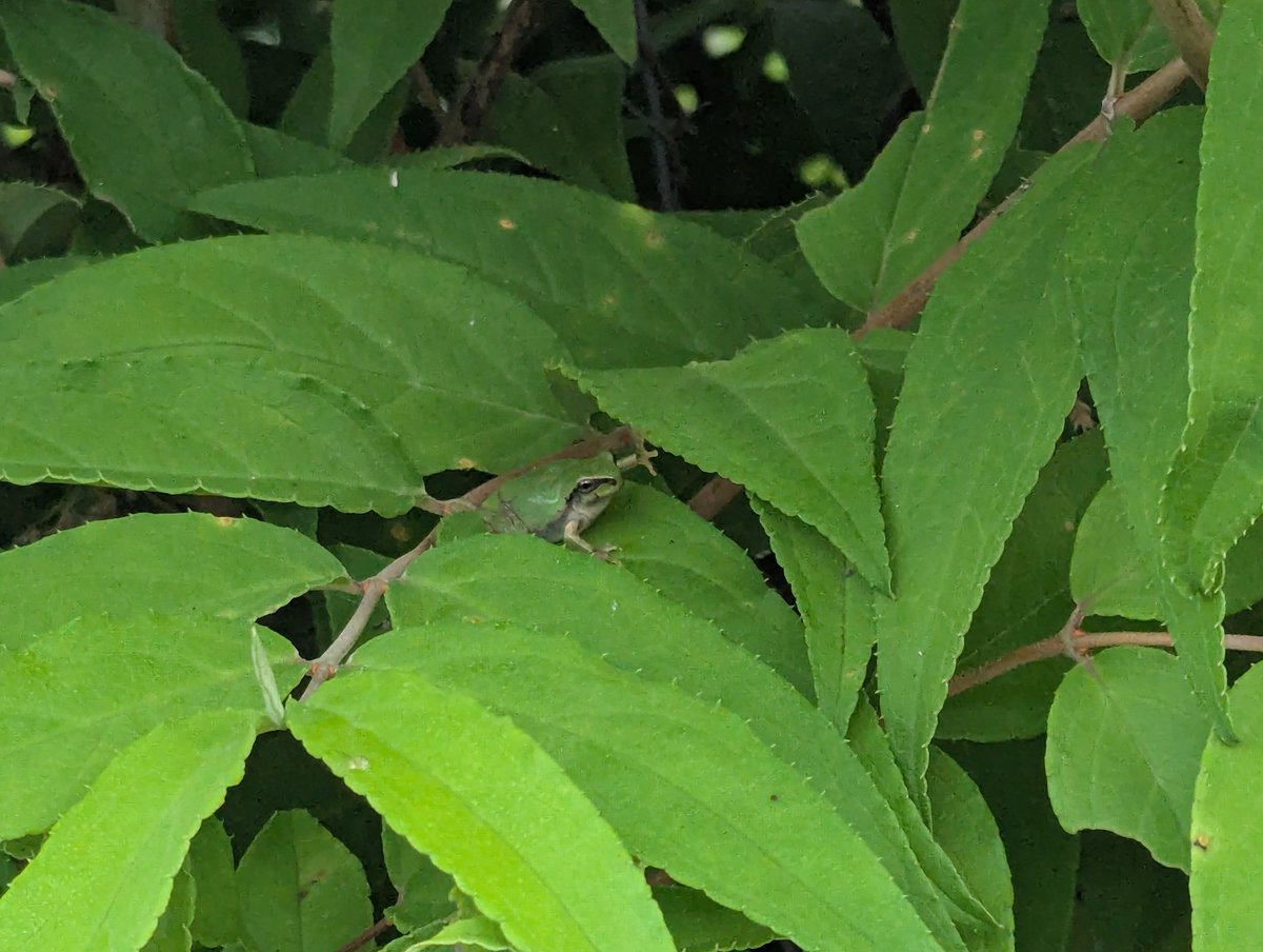 frog_guard's tweet image. ヒッソリ🐸