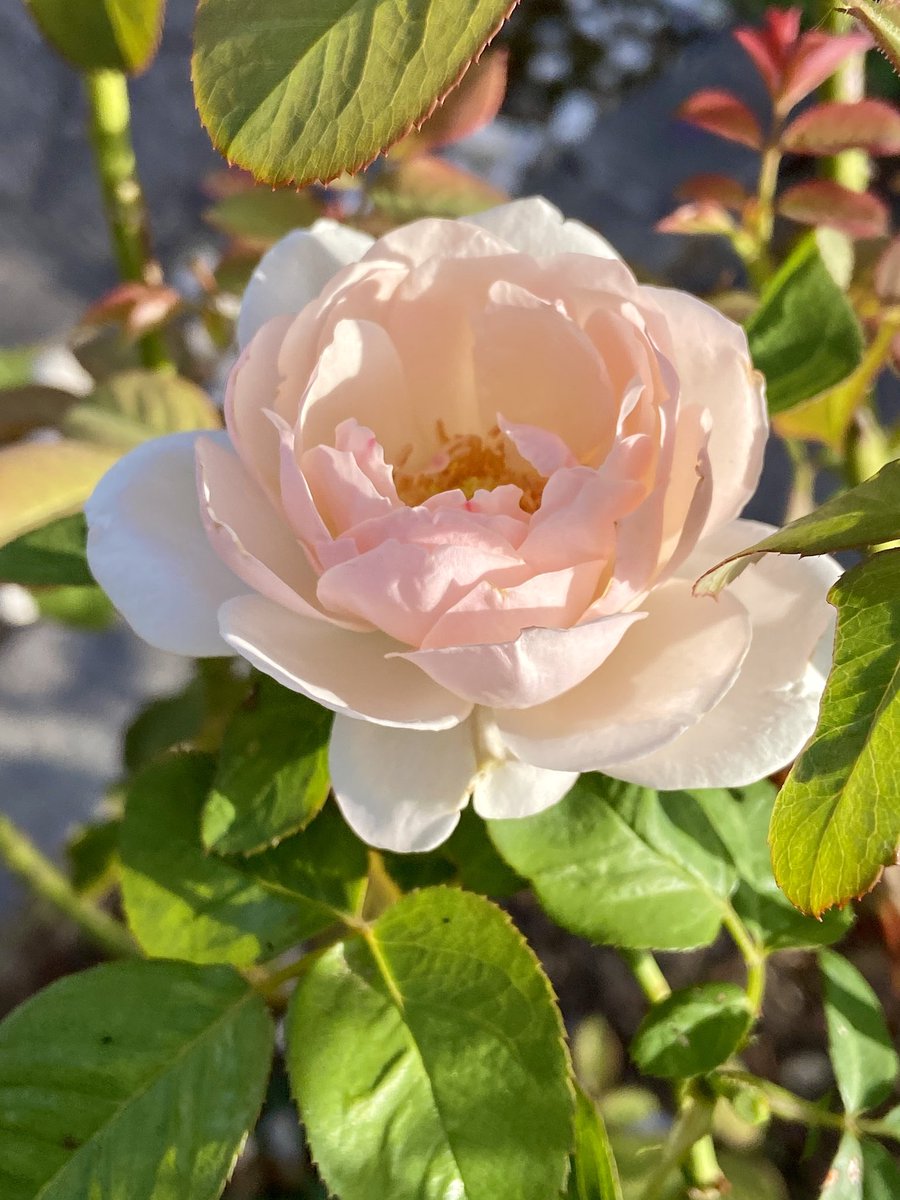 iris3955309's tweet image. こんばんは〜♡^_^♡
今朝撮り夏バラ🌹
朝日の中、微笑んでいました(*´∀`*)*♡
今日も、35℃と暑い日がすぎて💦
夜は、ゆったりと優しい時を過ごしてね
#庭の薔薇
#コーネリア
#マダムフィガロ