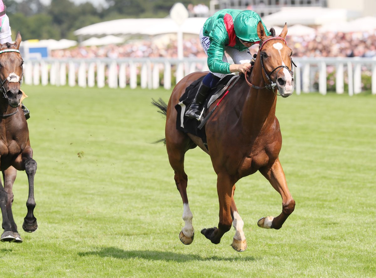 equidia's tweet image. 🟢 Retour en images sur le brillant succès de Calandagan (@GraffardRacing) dans les King George VI & Elizabeth Stakes (Gr.1).
Le représentant @AgaKhanStuds s'est adjugé son premier groupe 1 en Angleterre, le deuxième de suite après le Grand Prix de Saint-Cloud, fin juin.
Un mot…