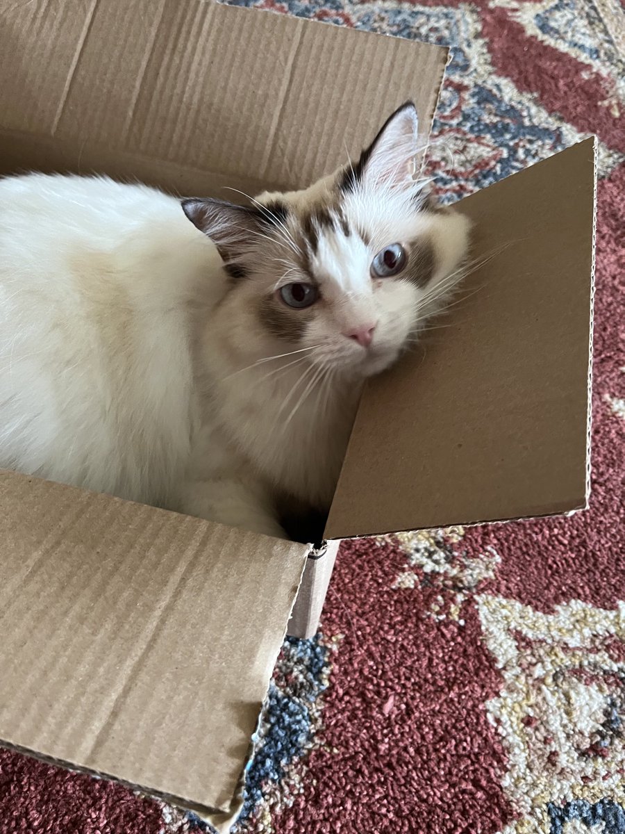 My human gave me a new box for #catboxsunday! Get in so we can read together! #amreading #amwriting 

amazon.com/My-Life-Helen-…