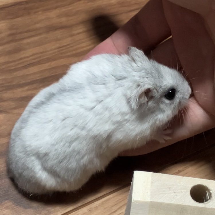 え？は？お！
#ハムスター