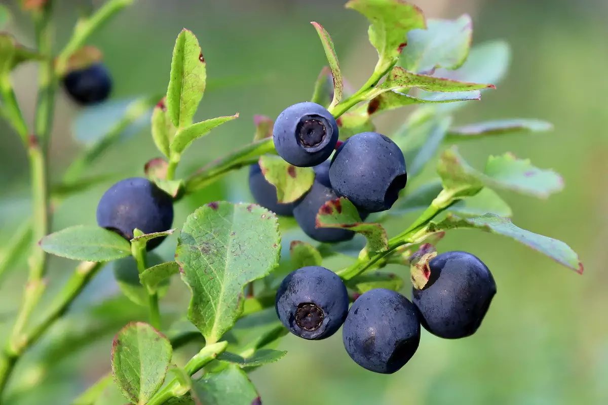 SavetheHellfire's tweet image. Today is Fraughan Sunday! It’s a traditional celebration held on the last Sunday of July, when people gather to pick wild fraughan berries (bilberries) in the hills & celebrate the start of the harvest season, coinciding with the Celtic festival of Lughnasa. #nature #sundayvibes
