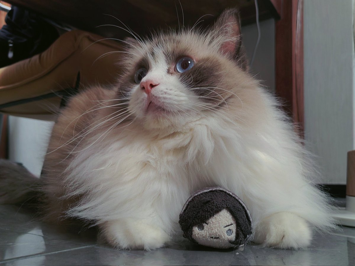 is_mly's tweet image. 可以靠在小猫咪宽阔的胸膛