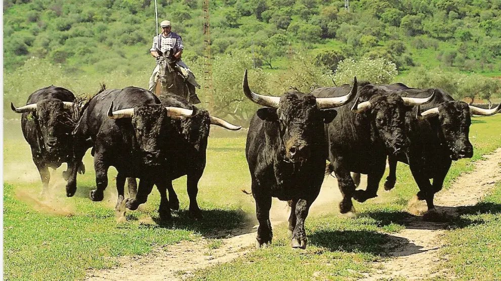 En esta foto de autor desconocido se aprecia la impresión que provoca ver venir hacia ti a un toro bravo. La imagen transmite miedo, pero resulta imposible dejar de mirarla.