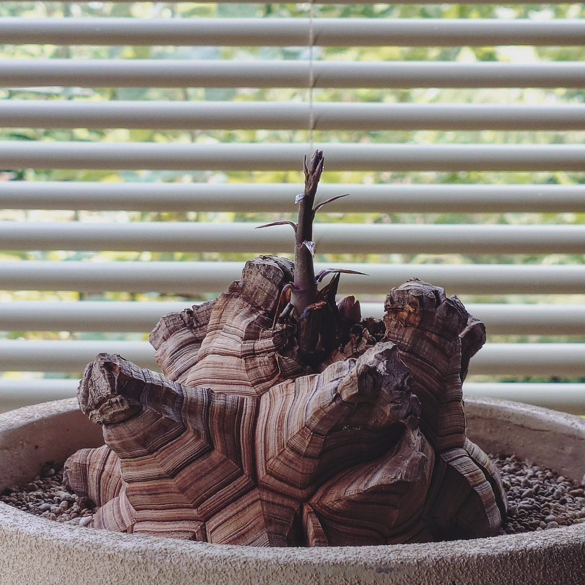 NtokD's tweet photo. 亀甲竜植え替え🐢
新しい芽も出てます🌱 https://t.co/ytugVotkHo