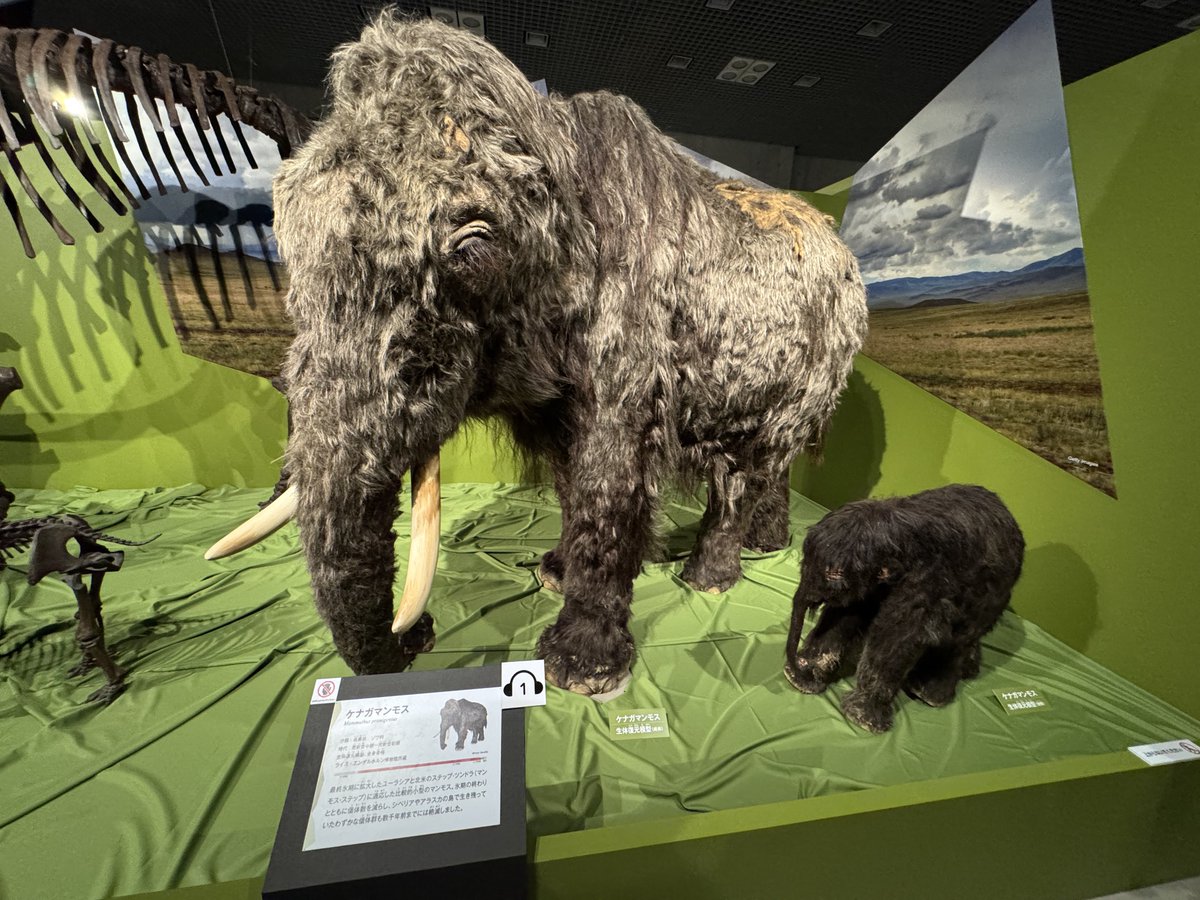 mojacookie's tweet image. 国立科学博物館で開催中の「氷河期展」、楽しかった！ホラアナライオンの赤ちゃんの復元模型かわええw