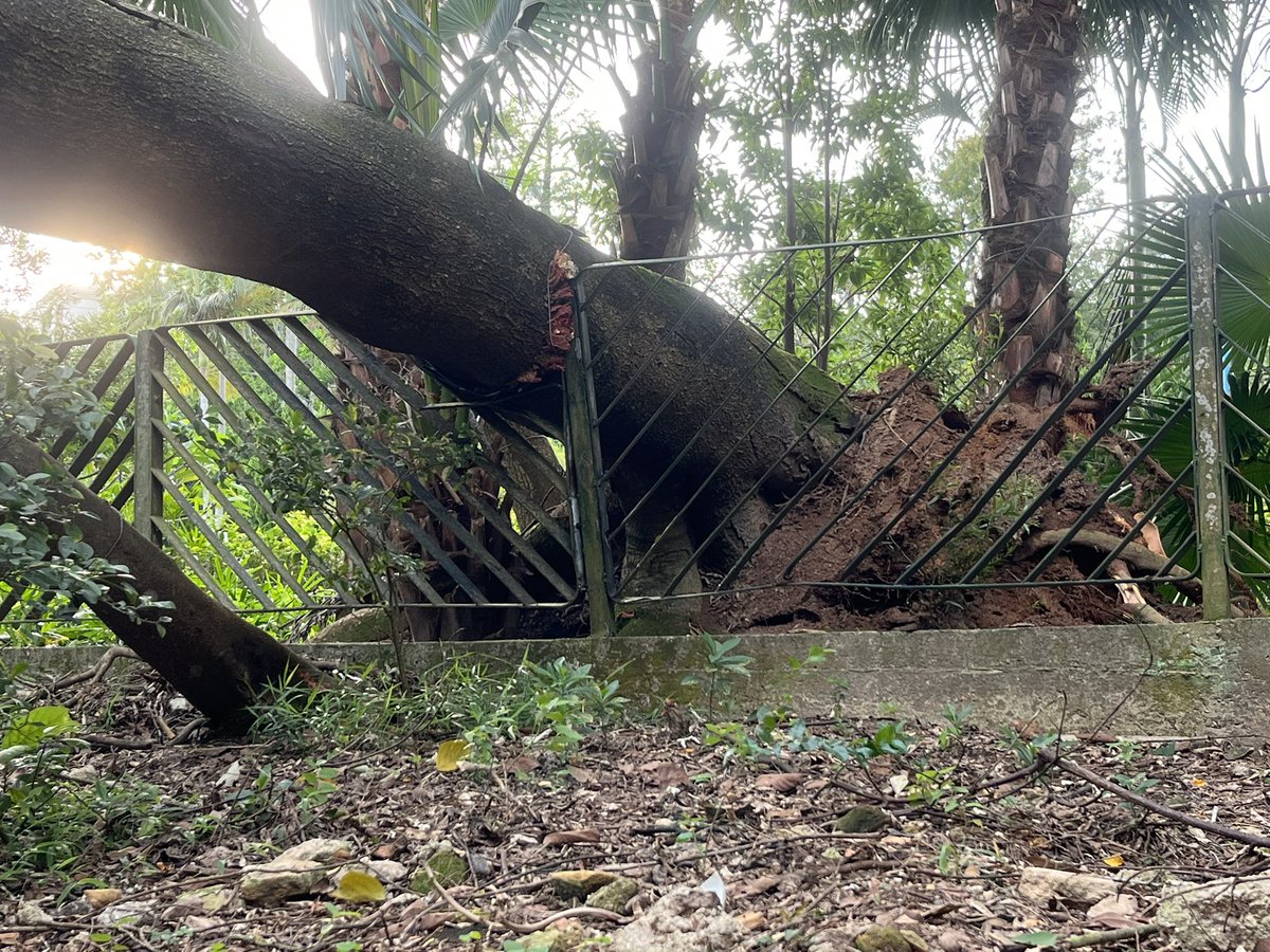 quantopop's tweet photo. Fallen trees on Aberdeen Reservoir Rd on final ascent to Wanchai Gap at 6pm today! No one hurt. Kind hikers called 1823 π cc @tripperhead #HongKong #Daily10k https://t.co/5RSEdCwAJV