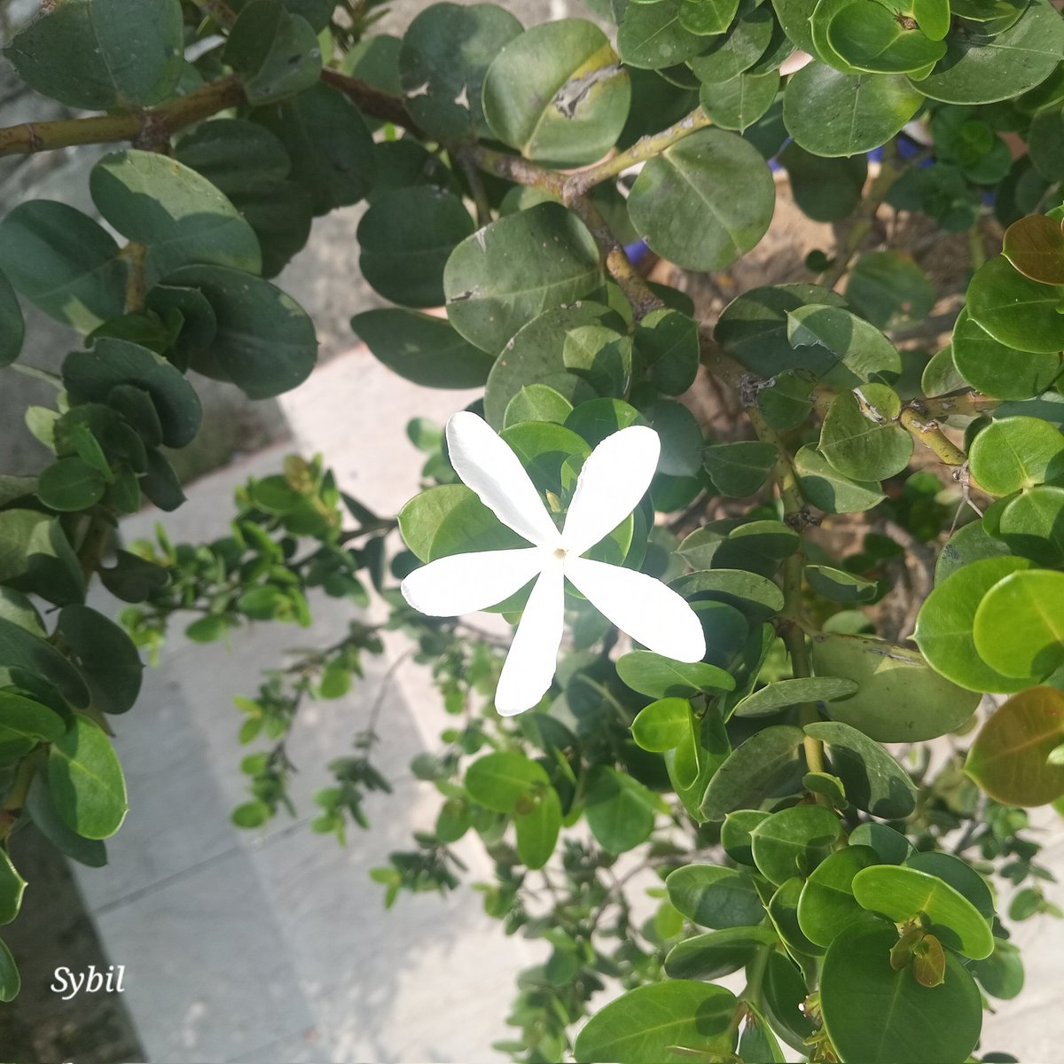 sybil_ahmed's tweet image. 