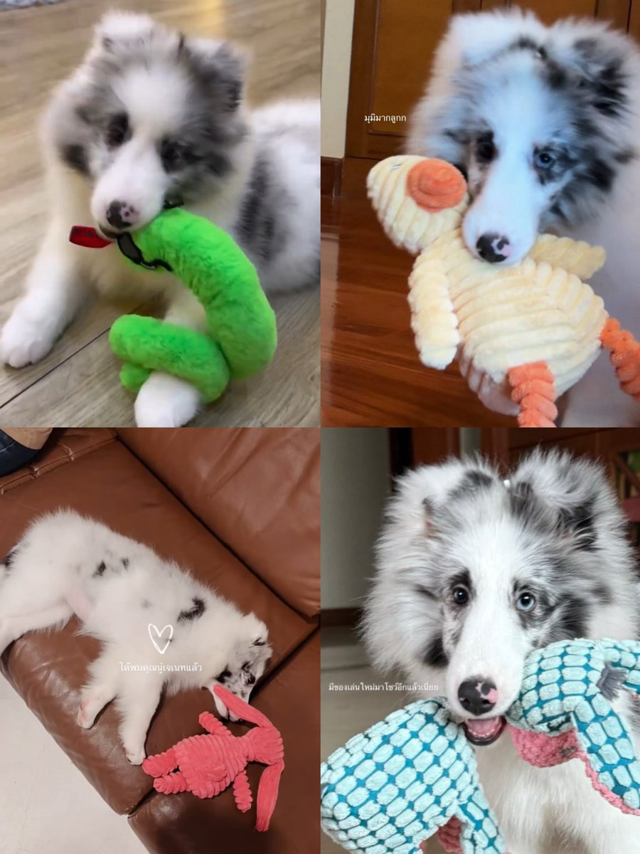 ของเล่นของเจเนท มีครบทุกสีเยย~ 🥰👏🏻