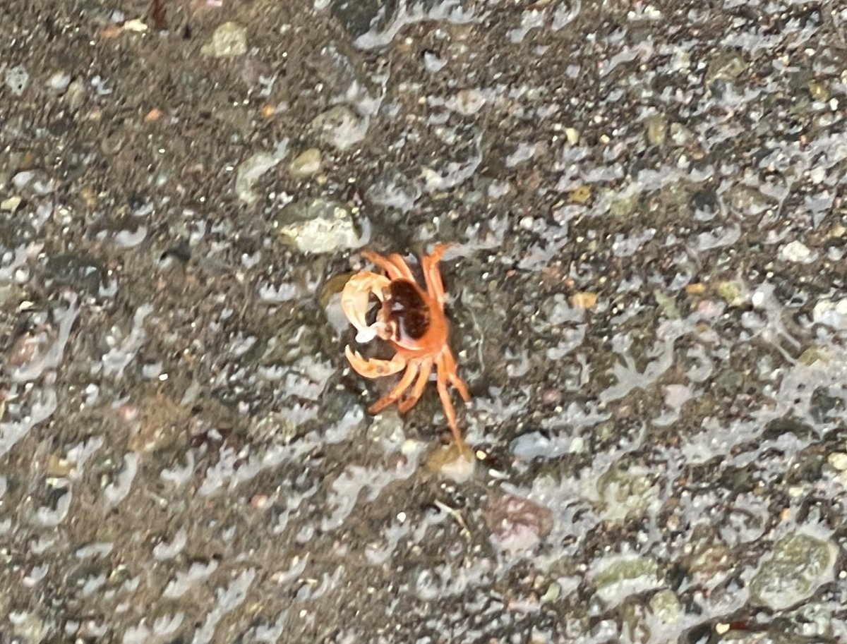 7so's tweet image. 兄はどこでも連れて行きますし来週も同じ現場なのでカニチャンスも狙っていきます!🦀💨
カニは🦀←この角度で写真撮りたいと思って回り込んでも わたくしからすぐ逃げられるようにピャッと横向きになられちゃう…めっちゃ賢い…