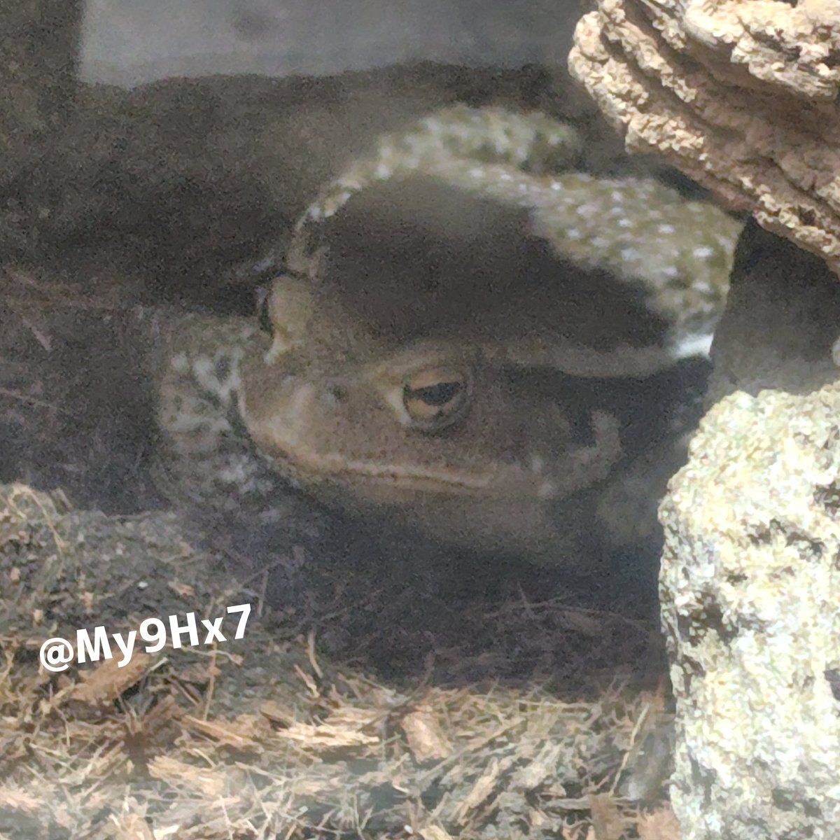 My9Hx7's tweet image. 今晩は素敵なニホンヒキガエルさんとともに💛
#天王寺動物園　#ニホンヒキガエル