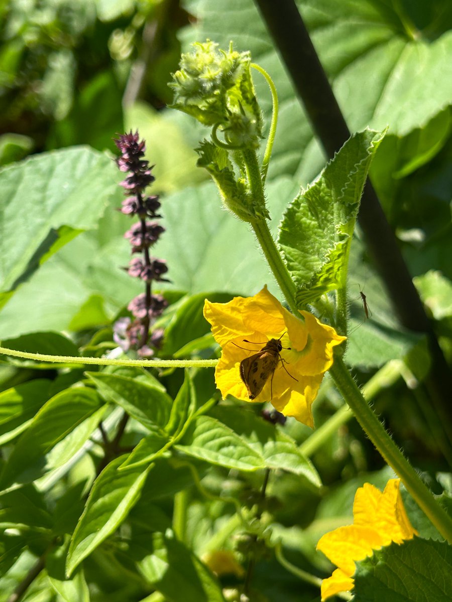 ilenagm's tweet image. #SundayYellow is a early morning skipper enjoying the cucumber flowers 💛😃🌱
#Flowers #Gardening #Butterflies #GulfOfMexico #SummerTime #FlowerReport #Plants