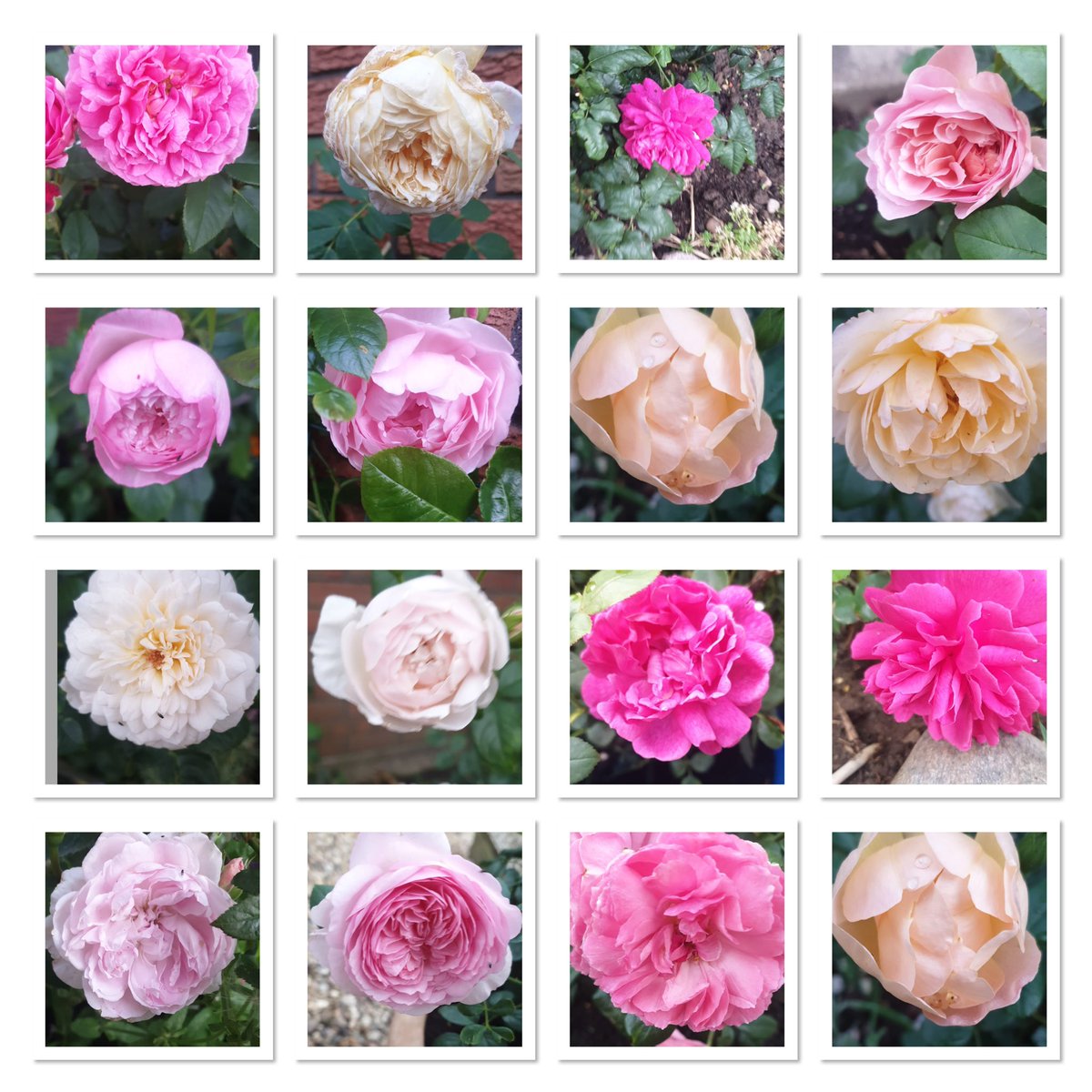 LongFieldMelton's tweet image. The ‘Secret Garden’ in the English area of school really is looking beautiful. All these roses are currently flowering! 🥀 @satrust_ @meltontimes @DAustinRoses