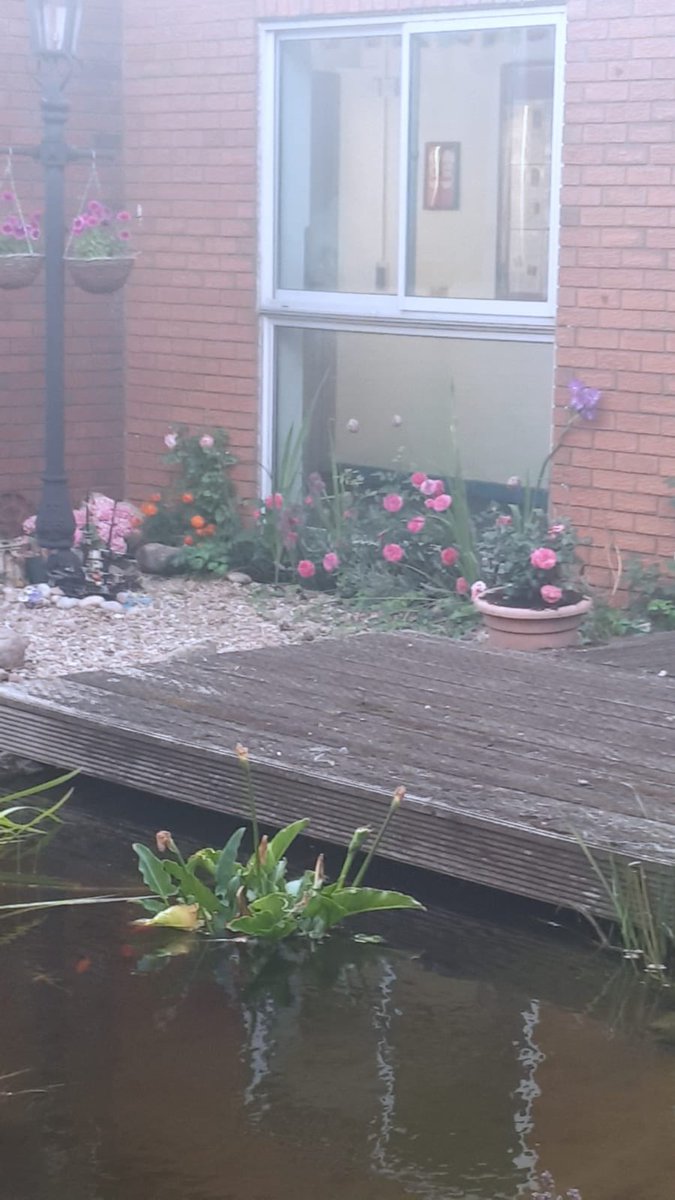 LongFieldMelton's tweet image. The ‘Secret Garden’ in the English area of school really is looking beautiful. All these roses are currently flowering! 🥀 @satrust_ @meltontimes @DAustinRoses