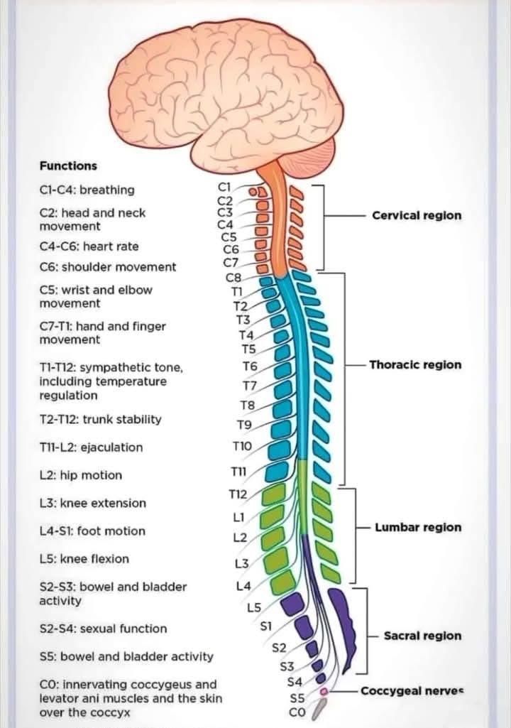 MoAImam's tweet image. Spine levels