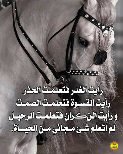 حكمة اليوم