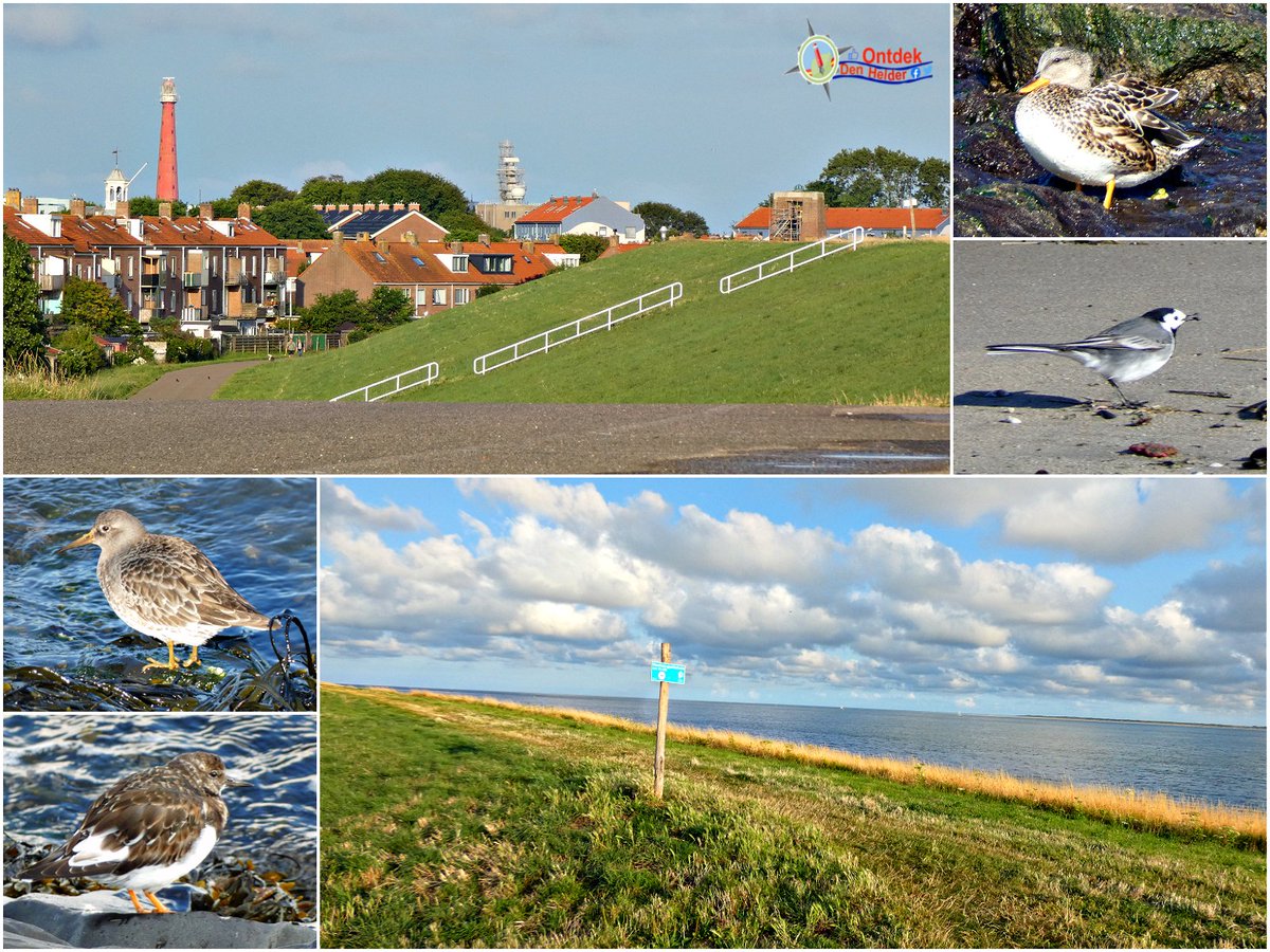 Het #eerste wat ik doe als ik terug ben van #vakantie - even een #wandeling over de #dijk van #Den_Helder 🥰 #Holliday #vogels #birds #zee #sea #walking #back #summer