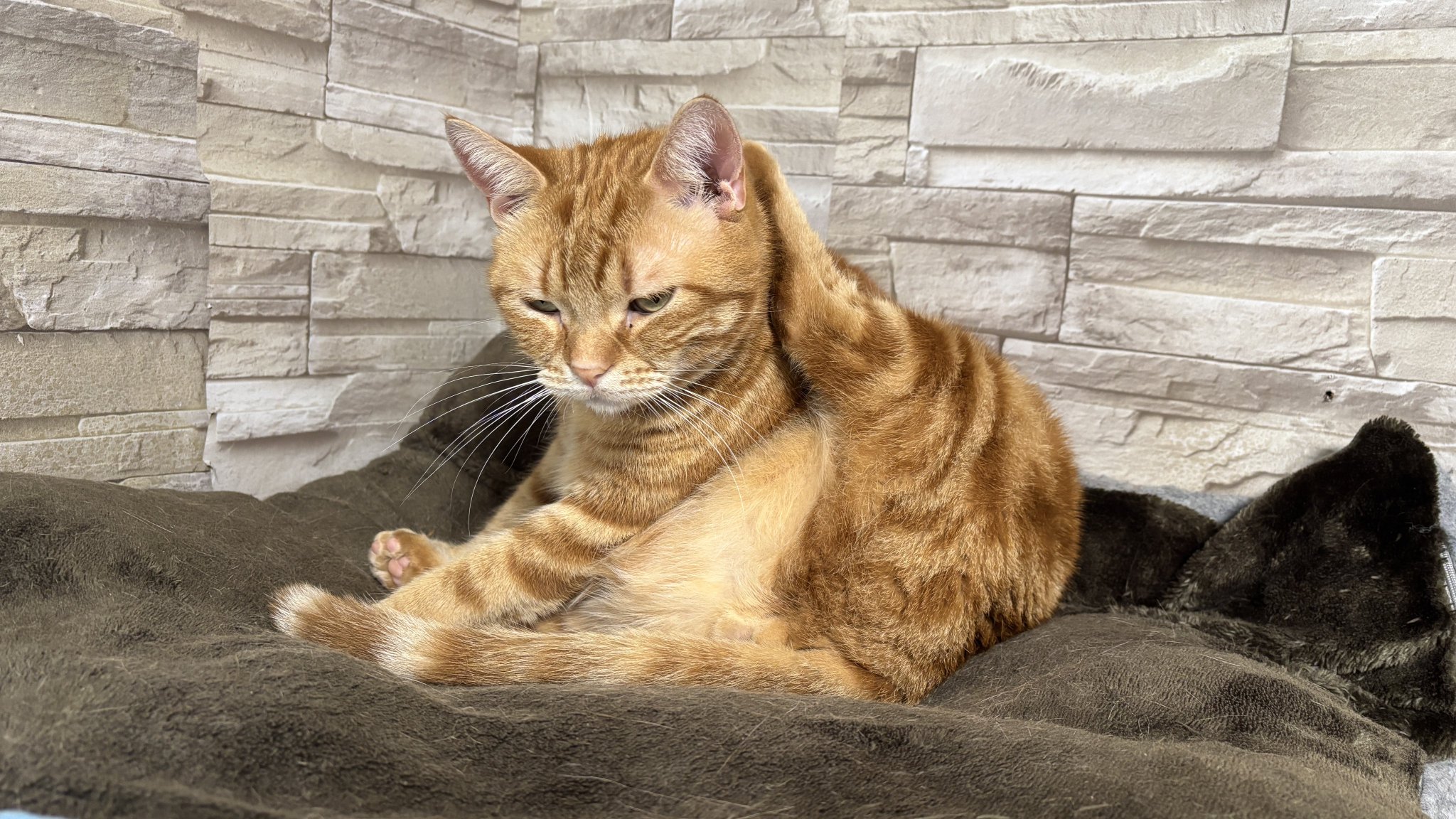 いちにちねこ Amazon.co.jp: 猫壱（necoichi） キャットトンネルスパイラル