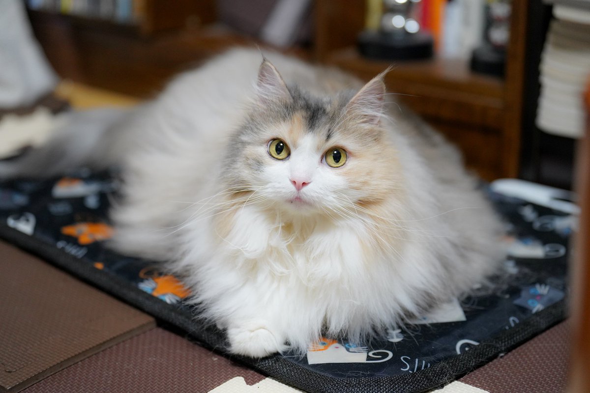 今日は珍しい所でくつろいではる