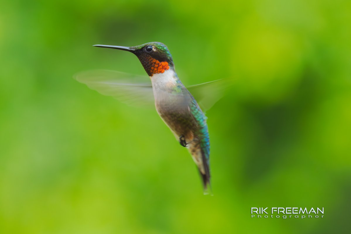 rickfr01's tweet image. Where are the new @Hummingbird shots? Oops, sorry.. Here you go.. Yes I did grab a few frames of one in #howardcounty #maryland #USA while I was there. 😉
@CanonUKandIE @BenroTripods @CornellBirds @VisitHoCoMD @TravelMD #liveforthestory #BirdsOfTwitter