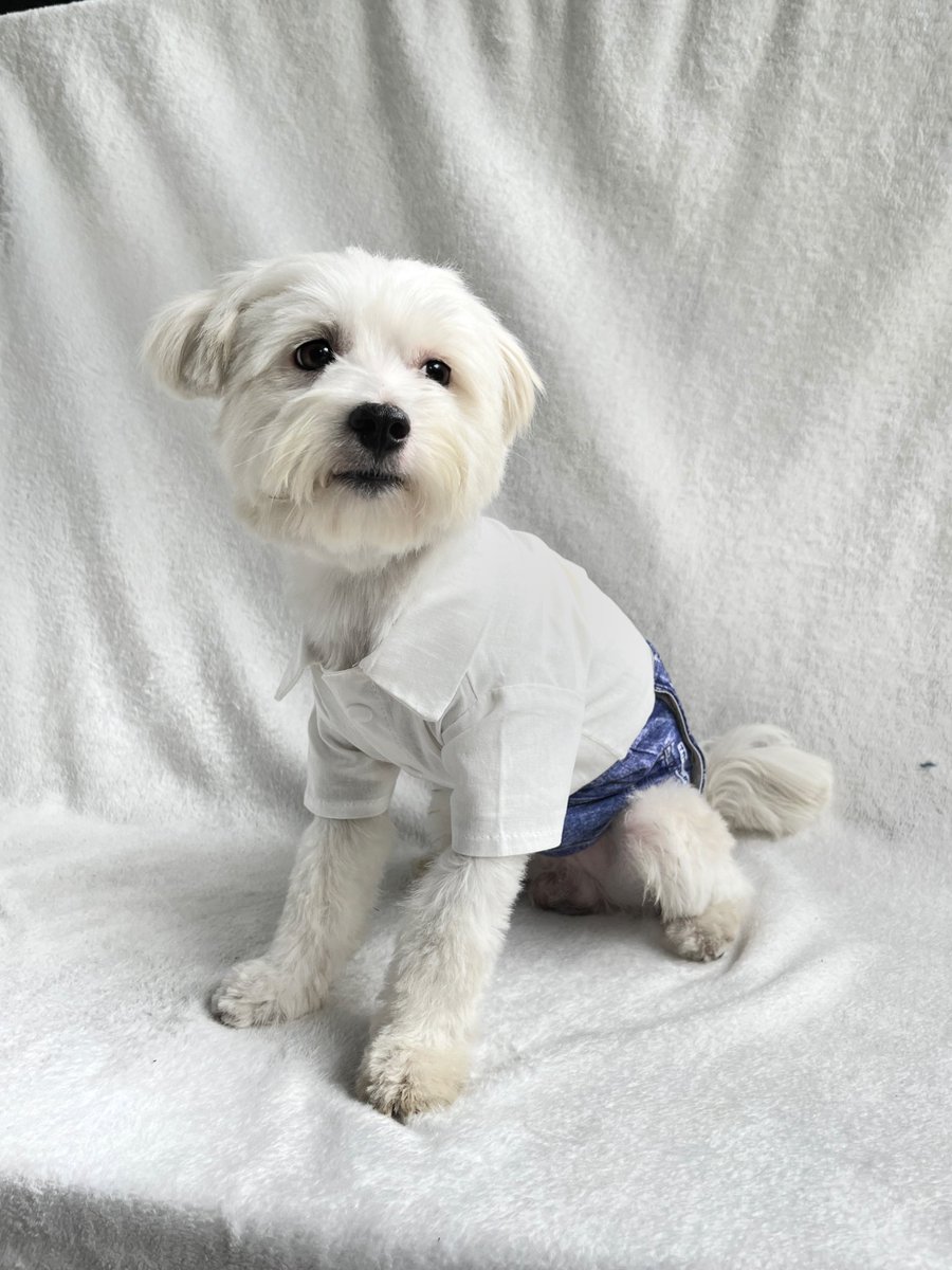 heyralphhey's tweet photo. Ang lakas talata makapogi ng The Good Boy buttoned polo ng #floofity 🤍🐾

No wonder talaga it’s the bestselling line. https://t.co/BTsvMOQg7h https://t.co/azor0p4gJX