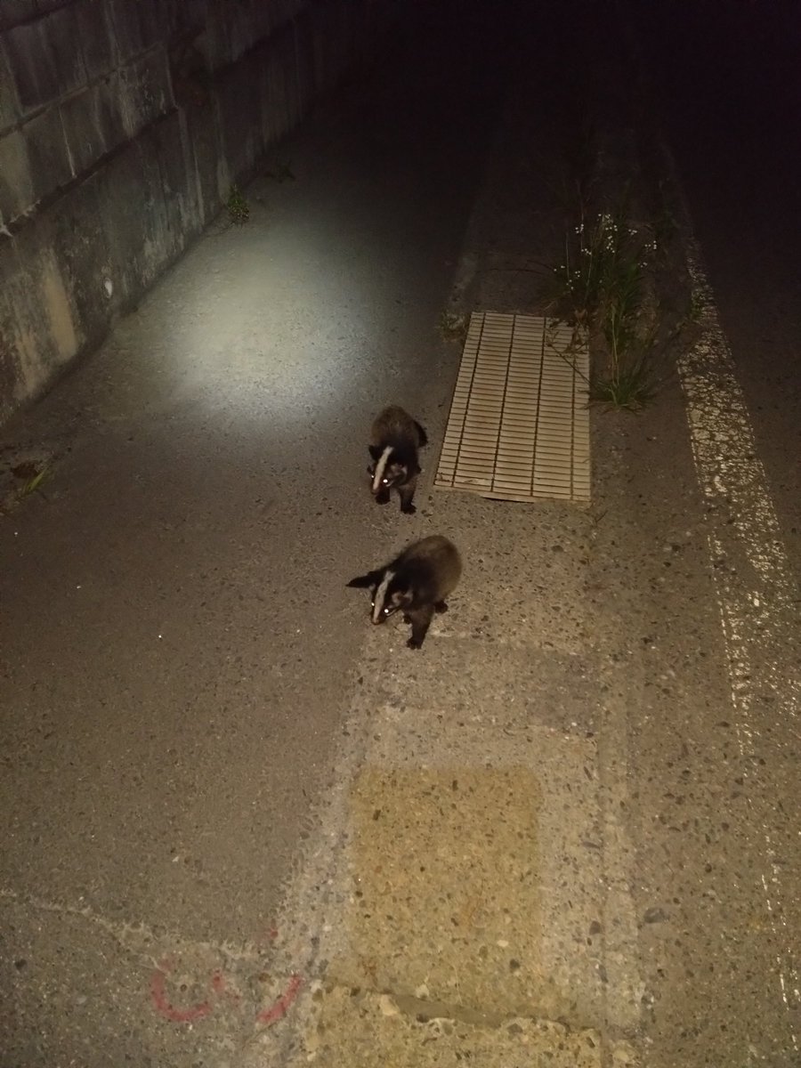 domitrii_eki's tweet image. 休足日につき散歩 。
ハクビシンいました 。
駅から2km程度の住宅街なんですが🙄