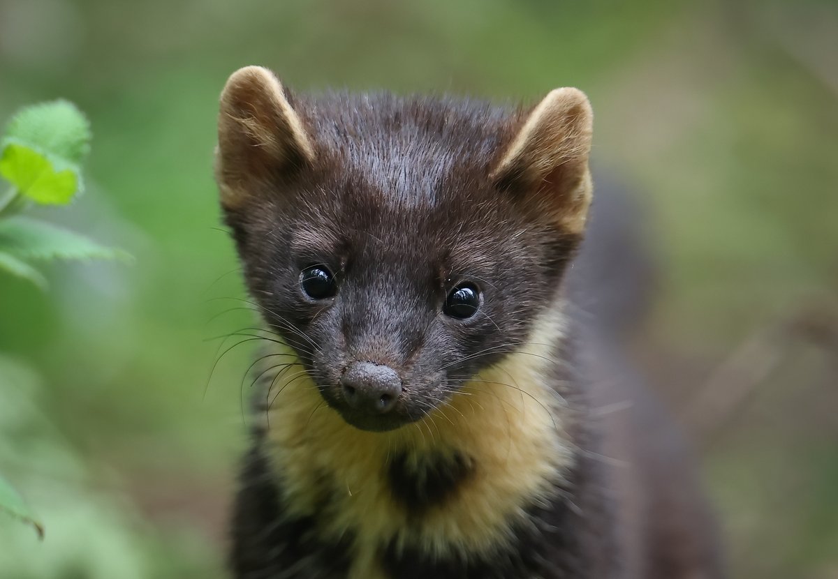 Desmond Loughery (@desmondloughery) on Twitter photo Thought it was going to climb inside the lens last night <a href="/WeatherCee/">Cecilia Daly</a> <a href="/WildlifeMag/">BBC Wildlife</a> <a href="/UlsterWildlife/">Ulster Wildlife</a> <a href="/BBCMarkSimpson/">Mark Simpson</a> Thought it was going to climb inside the lens last night <a href="/WeatherCee/">Cecilia Daly</a> <a href="/WildlifeMag/">BBC Wildlife</a> <a href="/UlsterWildlife/">Ulster Wildlife</a> <a href="/BBCMarkSimpson/">Mark Simpson</a>