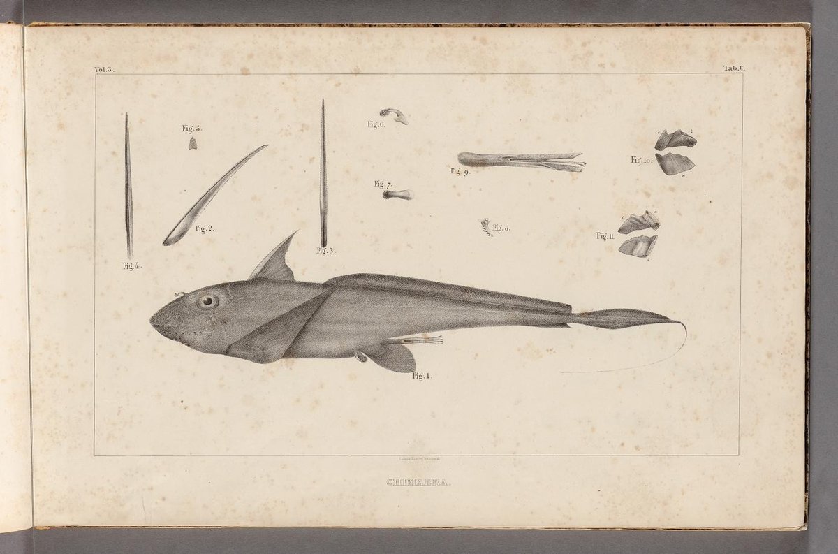 CRCpaleos's tweet image. PALEOILUSTRACIONES
Peces fósiles
📚 Recherches sur les Poissons Fossiles, Neuchatel Petitpierre, 1833-1843
#Mesozoico #Peces #IlustraCiencia